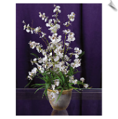 White Dancing Lady Orchid in Pot